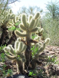 furry arms cactus